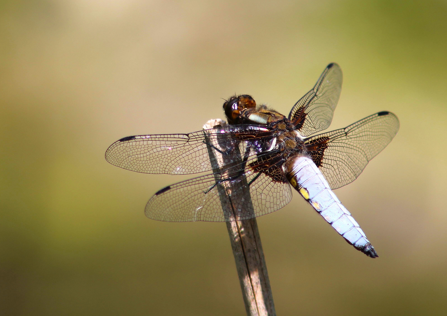 Libellula depressa