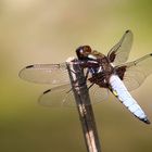 Libellula depressa