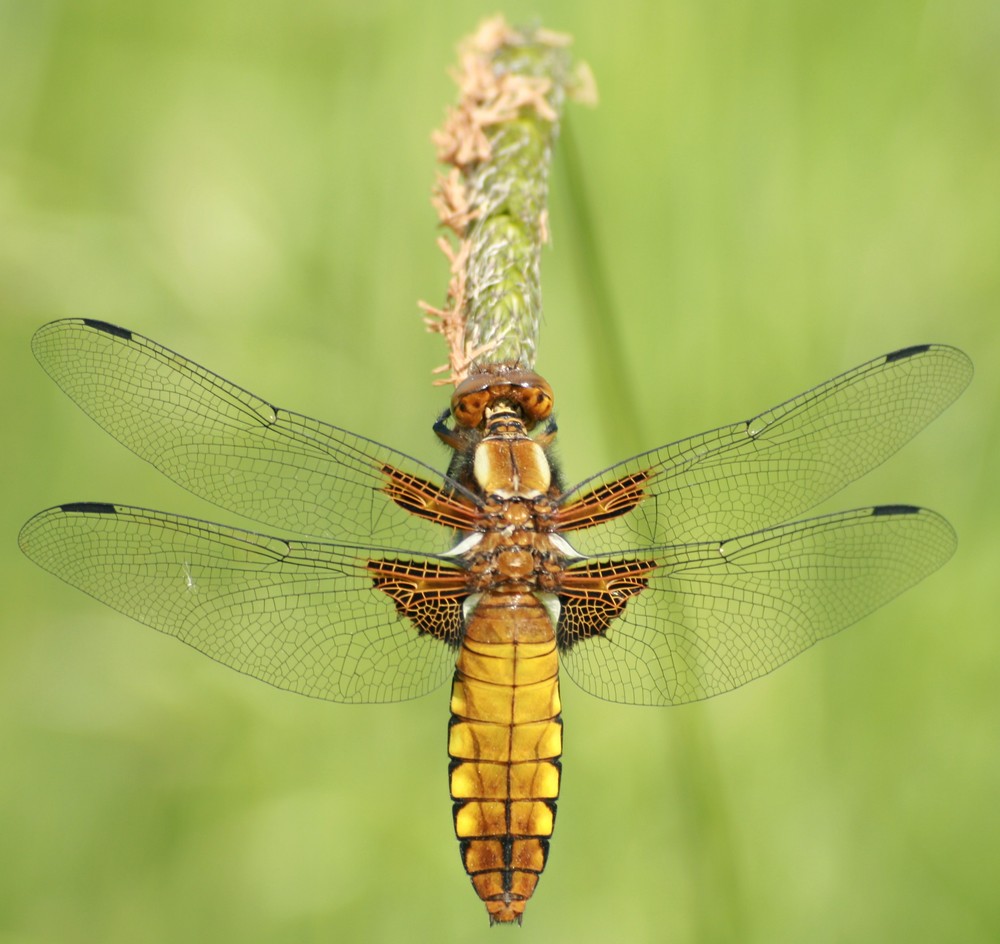 libellula depressa