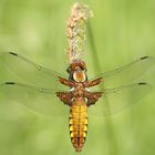 libellula depressa