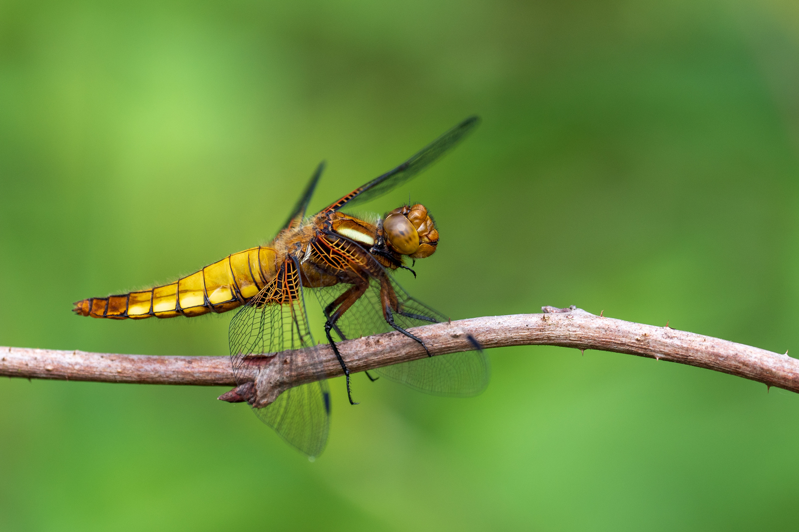 Libellula depressa 2