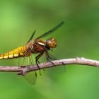 Libellula depressa 2