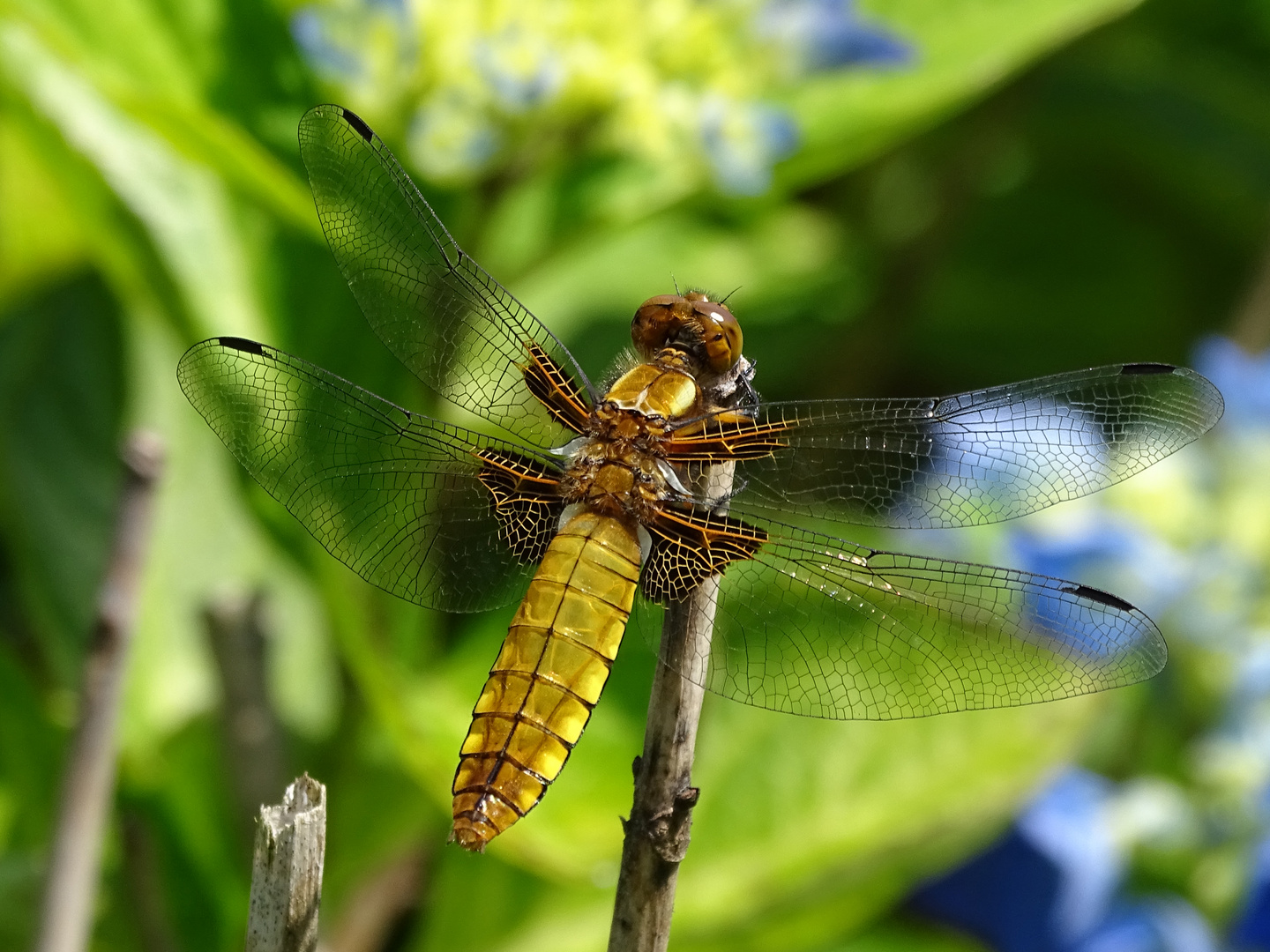 Libellula depressa-2