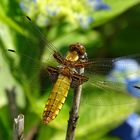 Libellula depressa-2