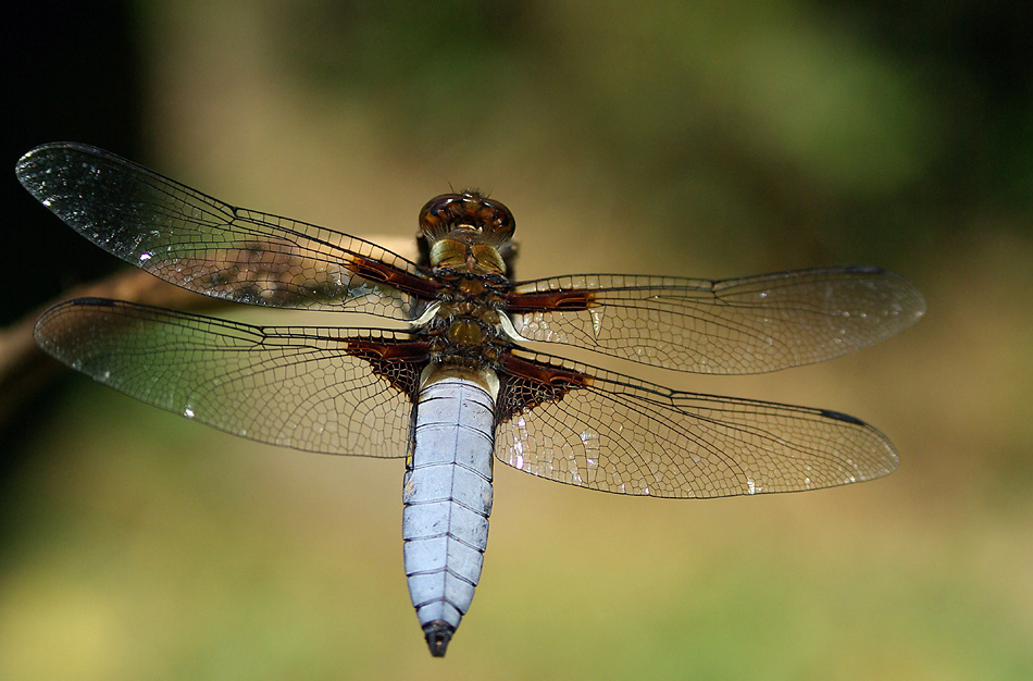 Libellula-depressa......