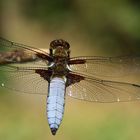 Libellula-depressa......