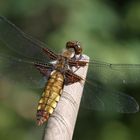 Libellula depressa