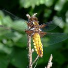 Libellula depressa