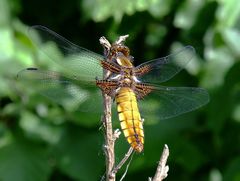 Libellula depressa