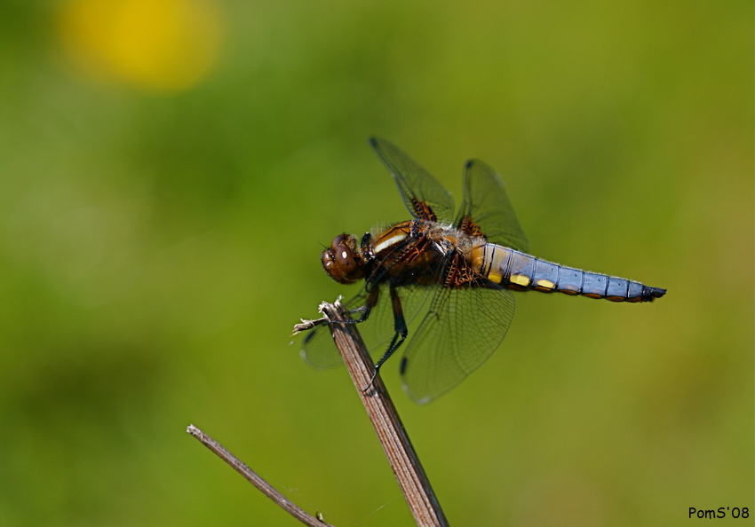 Libellula depressa