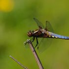 Libellula depressa