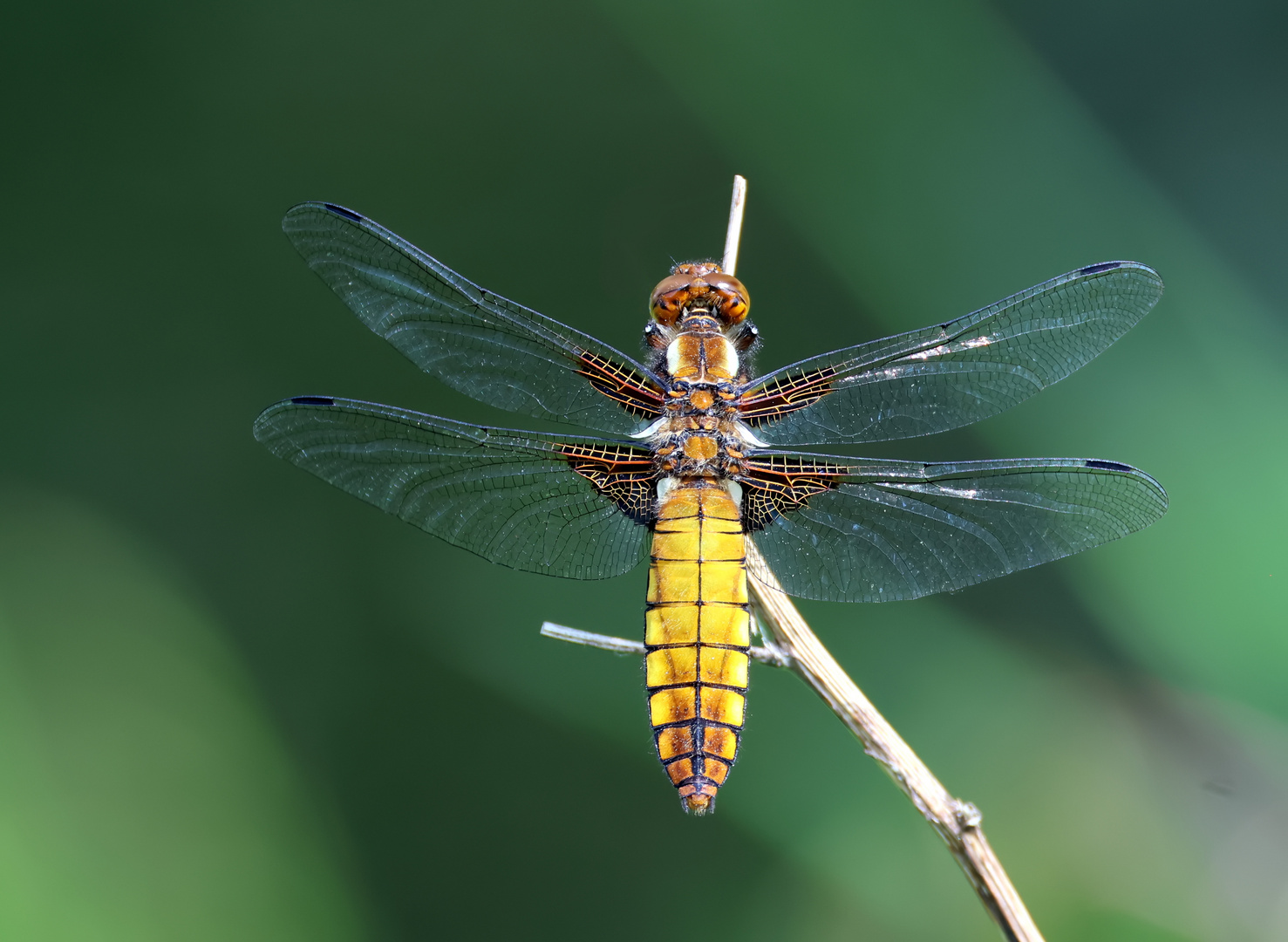 Libellula depressa