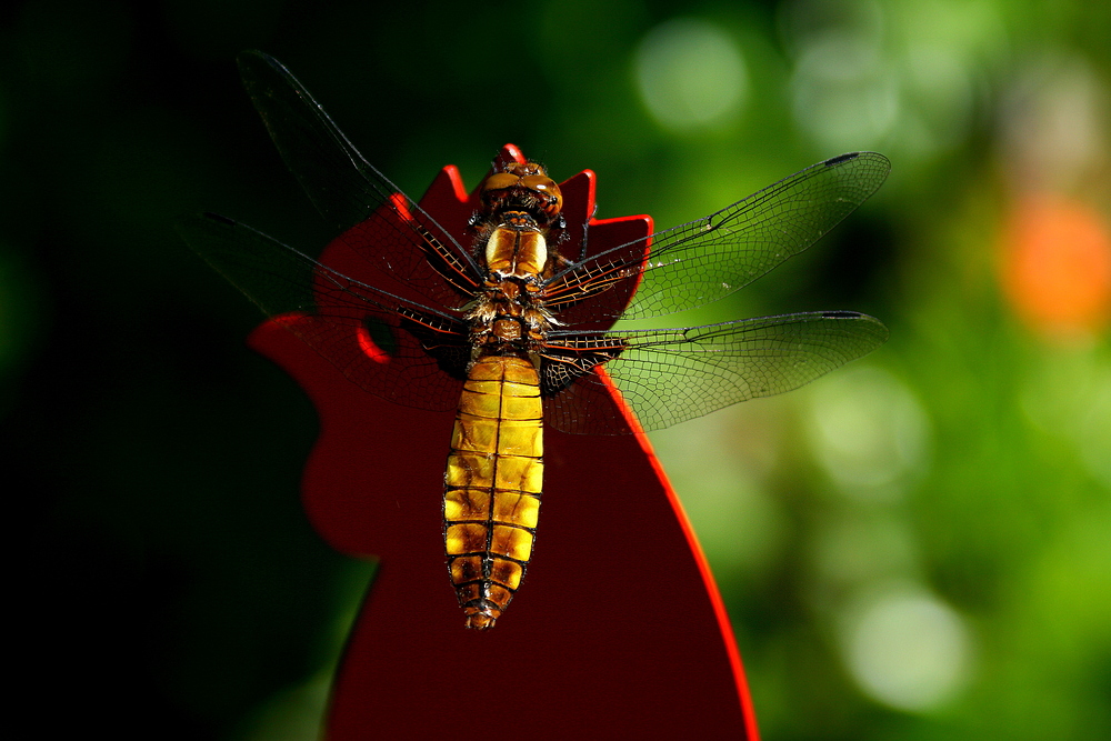 Libellula depressa