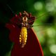 Libellula depressa