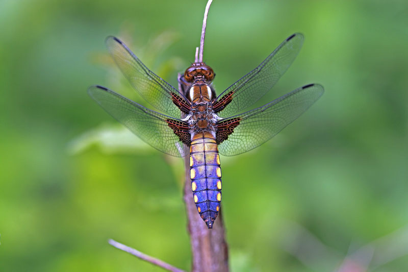 Libellula depressa