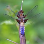 Libellula depressa