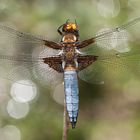 libellula depressa