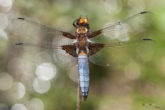 libellula depressa