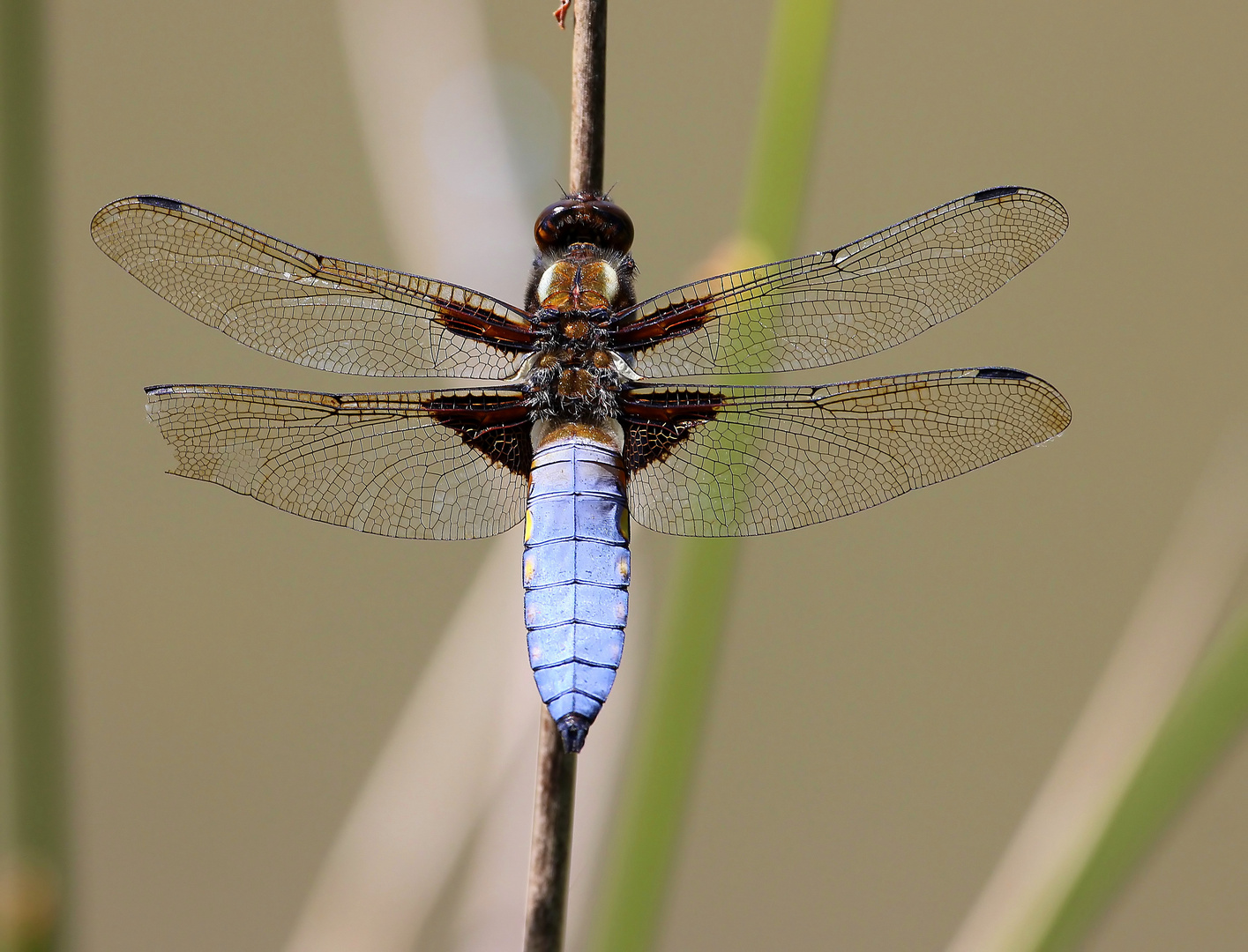 Libellula depressa