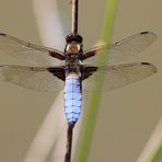 Libellula depressa