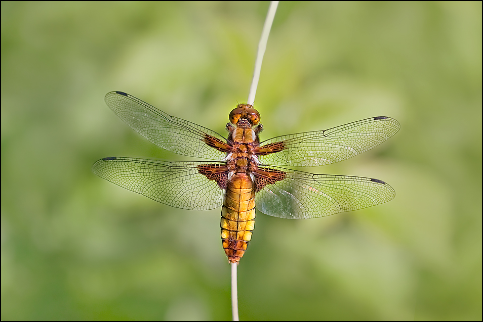 Libellula depressa