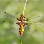 Libellula depressa