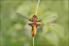 Libellula depressa