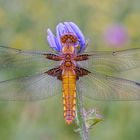 Libellula depressa