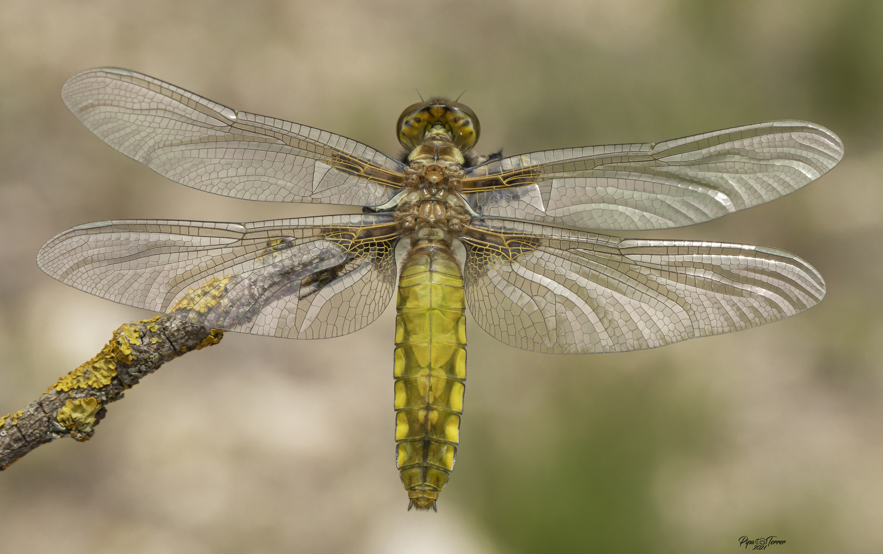 Libellula depressa