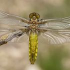 Libellula depressa