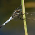 Libellula depressa