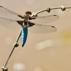 libellula depressa