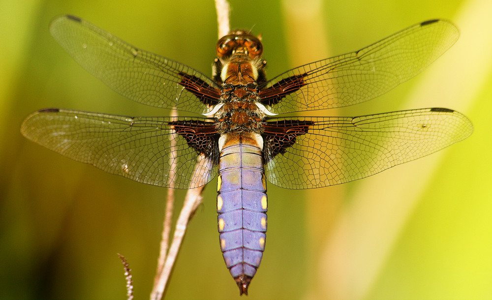 Libellula depressa