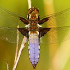 Libellula depressa