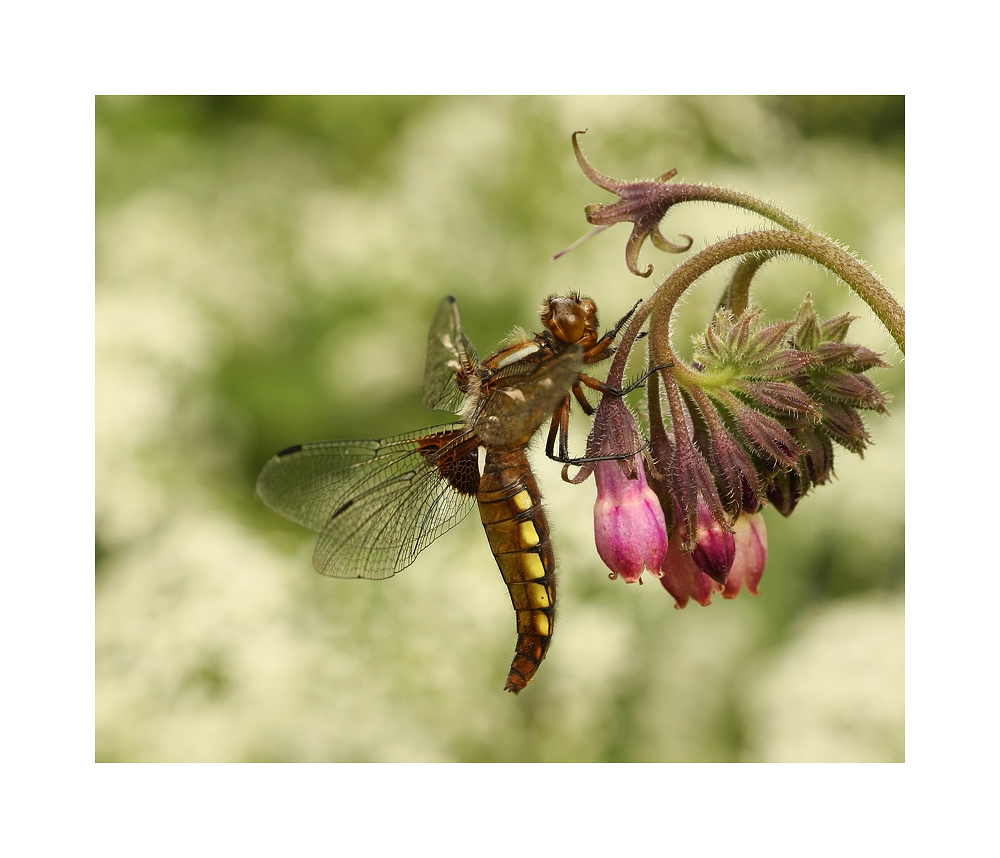 Libellula depressa