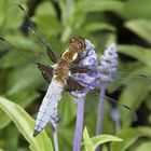 Libellula Depressa