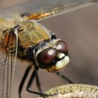 Libellula depressa