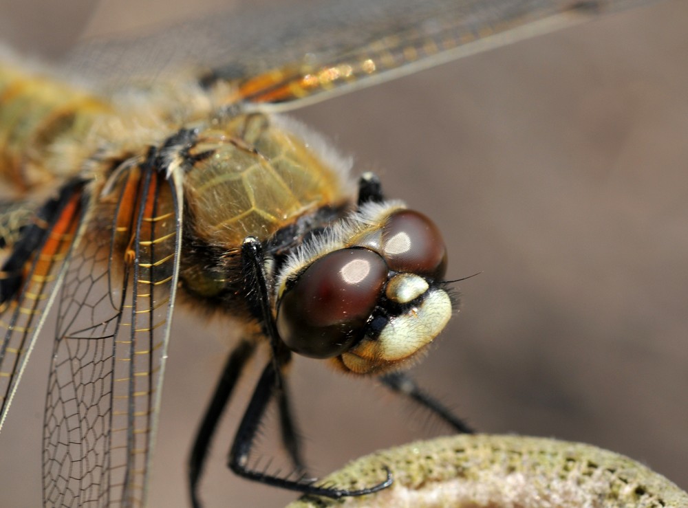 Libellula depressa