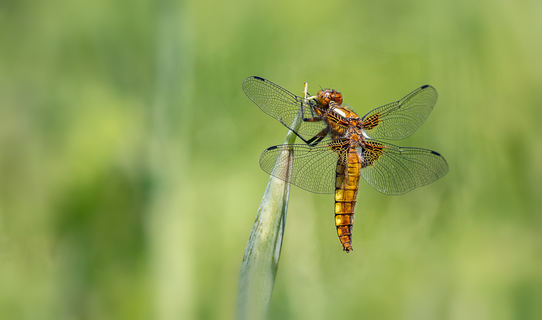 Libellula Depressa