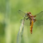 Libellula Depressa