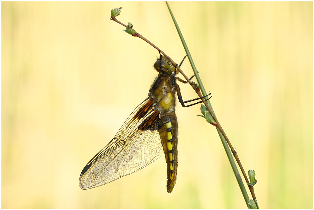 "Libellula depressa"