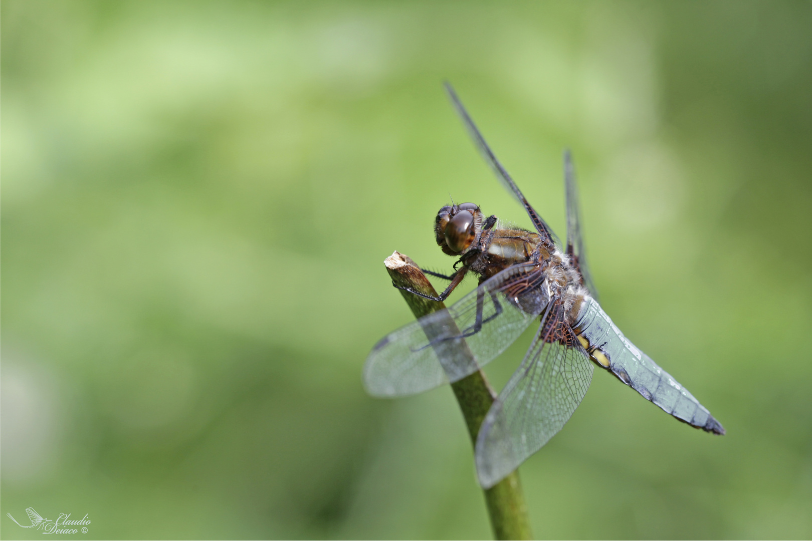 Libellula depressa