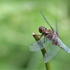 Libellula depressa