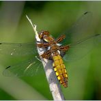 Libellula depressa