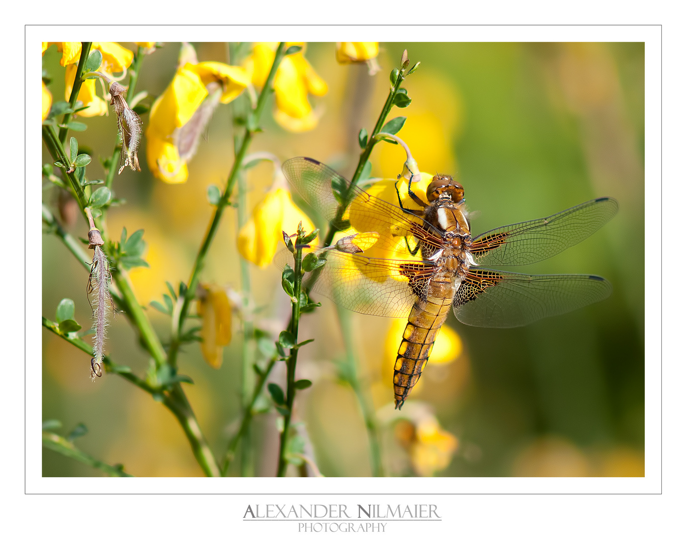 Libellula depressa