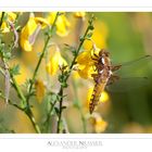 Libellula depressa