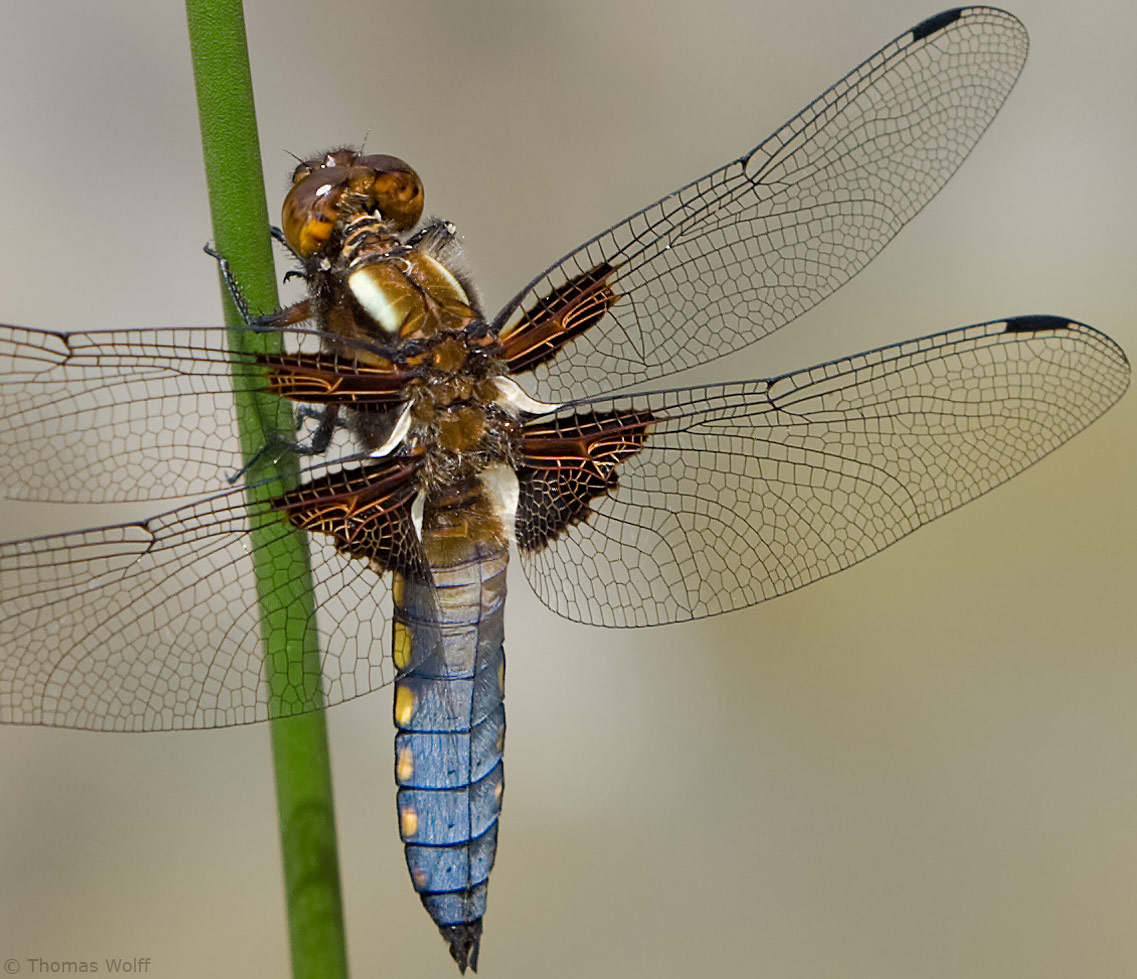 "Libellula depressa"