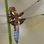 "Libellula depressa"