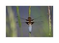 Libellula depressa von Bettina Sester 