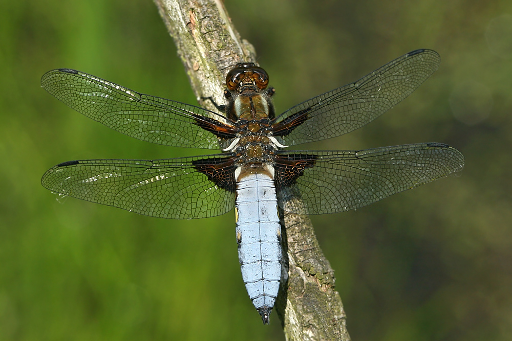 Libellula depressa